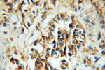 CREB3 Antibody in Immunohistochemistry (Paraffin) (IHC (P))