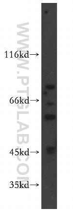 CREB3 Antibody in Western Blot (WB)