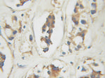 CREB3 Antibody in Immunohistochemistry (Paraffin) (IHC (P))