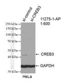 CREB3 Antibody in Western Blot (WB)