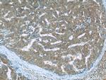 RMP Antibody in Immunohistochemistry (Paraffin) (IHC (P))