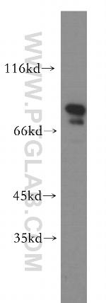 RMP Antibody in Western Blot (WB)