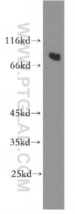 RMP Antibody in Western Blot (WB)