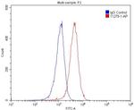 PRMT1 Antibody in Flow Cytometry (Flow)