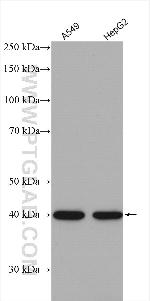 PRMT1 Antibody in Western Blot (WB)