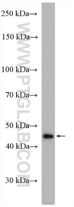 PRMT1 Antibody in Western Blot (WB)