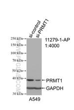 PRMT1 Antibody in Western Blot (WB)