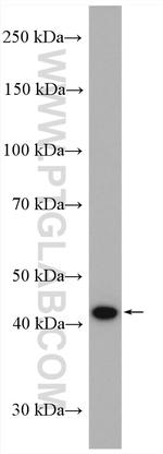 PRMT1 Antibody in Western Blot (WB)