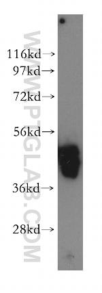 EIF4A2 Antibody in Western Blot (WB)