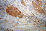 EIF4A2 Antibody in Immunohistochemistry (Paraffin) (IHC (P))