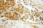 EIF4A2 Antibody in Immunohistochemistry (Paraffin) (IHC (P))