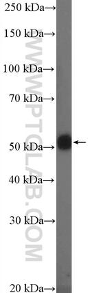 TMPRSS4 Antibody in Western Blot (WB)