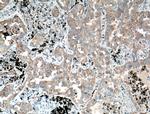 RNF156 Antibody in Immunohistochemistry (Paraffin) (IHC (P))