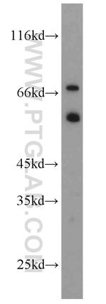 RNF156 Antibody in Western Blot (WB)