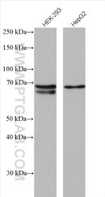 RNF156 Antibody in Western Blot (WB)