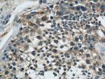 EIF3I Antibody in Immunohistochemistry (Paraffin) (IHC (P))