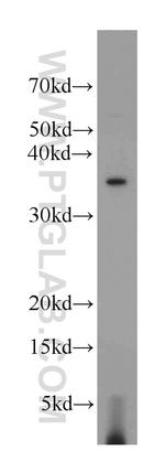 EIF3I Antibody in Western Blot (WB)