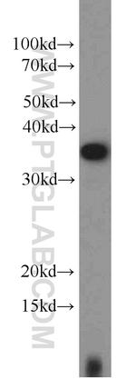 EIF3I Antibody in Western Blot (WB)