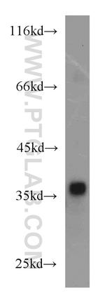 EIF3I Antibody in Western Blot (WB)