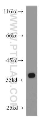 EIF3I Antibody in Western Blot (WB)