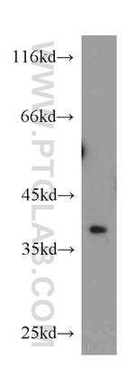 EIF3I Antibody in Western Blot (WB)