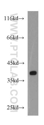 EIF3I Antibody in Western Blot (WB)