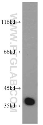 EIF3I Antibody in Western Blot (WB)