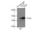 EIF3I Antibody in Immunoprecipitation (IP)