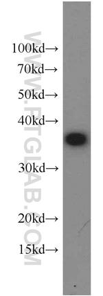 EIF3I Antibody in Western Blot (WB)