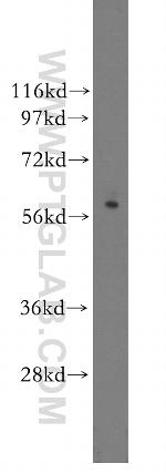Granzyme A Antibody in Western Blot (WB)