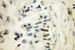 PARP3 Antibody in Immunohistochemistry (Paraffin) (IHC (P))