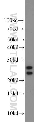 ALR Antibody in Western Blot (WB)