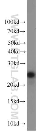 ALR Antibody in Western Blot (WB)