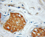 ALR Antibody in Immunohistochemistry (Paraffin) (IHC (P))