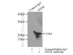 ALR Antibody in Immunoprecipitation (IP)