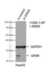 ALR Antibody in Western Blot (WB)