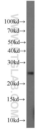 ALR Antibody in Western Blot (WB)