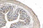 EIF2B3 Antibody in Immunohistochemistry (Paraffin) (IHC (P))