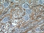 HARS2 Antibody in Immunohistochemistry (Paraffin) (IHC (P))