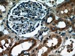 HARS2 Antibody in Immunohistochemistry (Paraffin) (IHC (P))