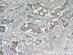 HARS2 Antibody in Immunohistochemistry (Paraffin) (IHC (P))