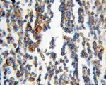 ribosomal protein L4 Antibody in Immunohistochemistry (Paraffin) (IHC (P))