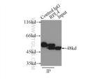 ribosomal protein L4 Antibody in Immunoprecipitation (IP)