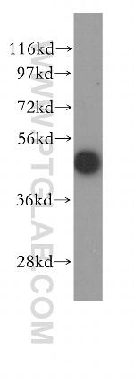 ribosomal protein L4 Antibody in Western Blot (WB)