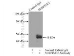 SERPINE2 Antibody in Immunoprecipitation (IP)
