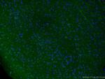 Rab18 Antibody in Immunohistochemistry (PFA fixed) (IHC (PFA))