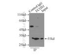ECHS1 Antibody in Immunoprecipitation (IP)