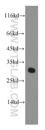 ECHS1 Antibody in Western Blot (WB)