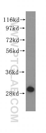 ECHS1 Antibody in Western Blot (WB)