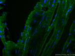 Beclin 1 Antibody in Immunohistochemistry (PFA fixed) (IHC (PFA))